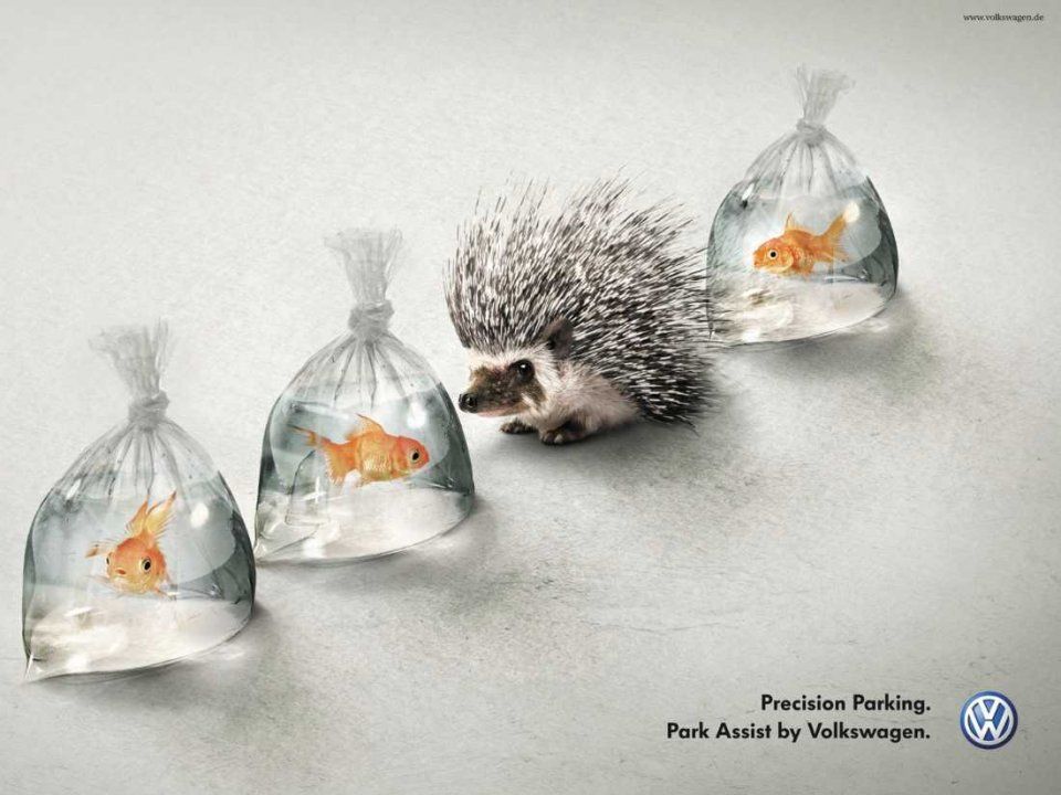 volkswagen-hedgehog-goldfish